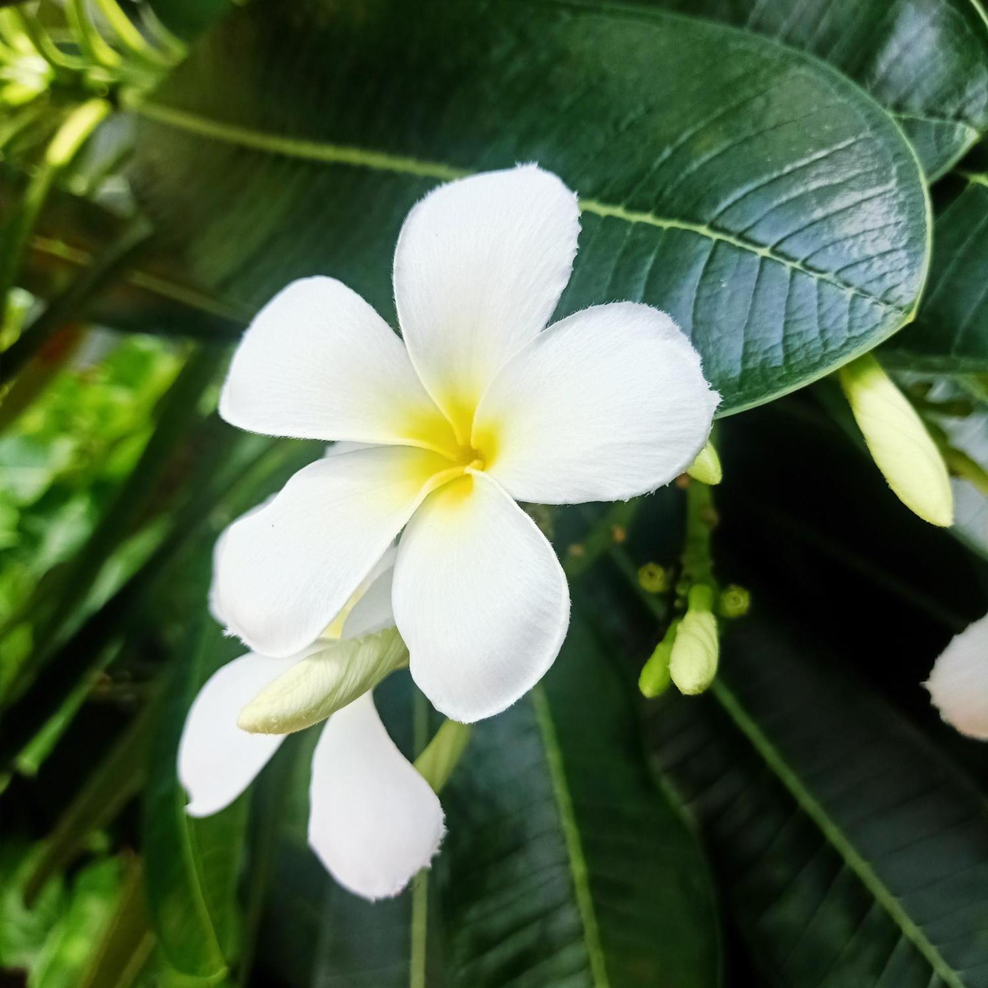 Siam Tara Resort Chiangkhong Chiang Khong Camera foto